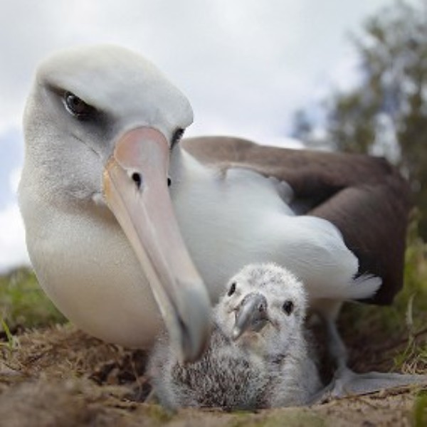 Albatross Movie Night