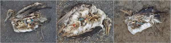 Documentaire Albatross – a love story for our time from the heart of the Pacific